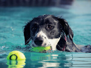 swimming pool fencing